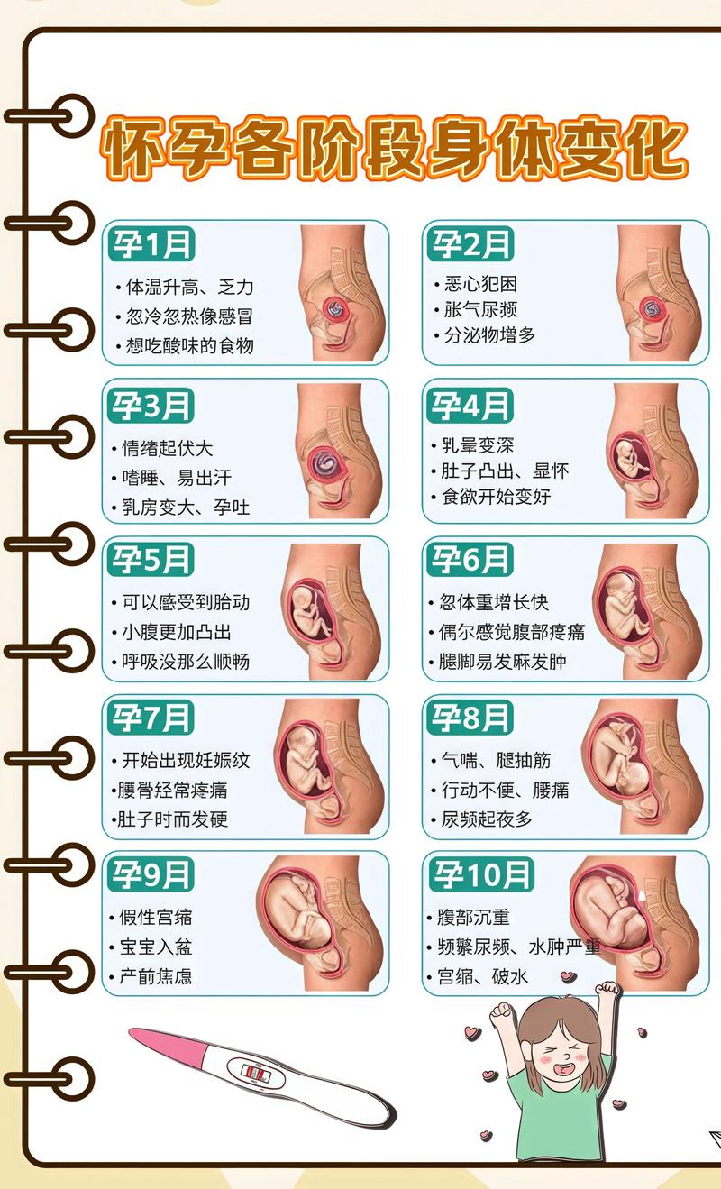 揭秘供卵代孕妈妈怀孕小腹分两节,孕期变化的奥秘和田代生机构: